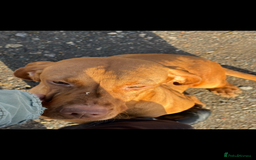 Hungarian Vizsla dogs for sale: Adult Hungarian vizslas 1 male 3 female  - Image 10