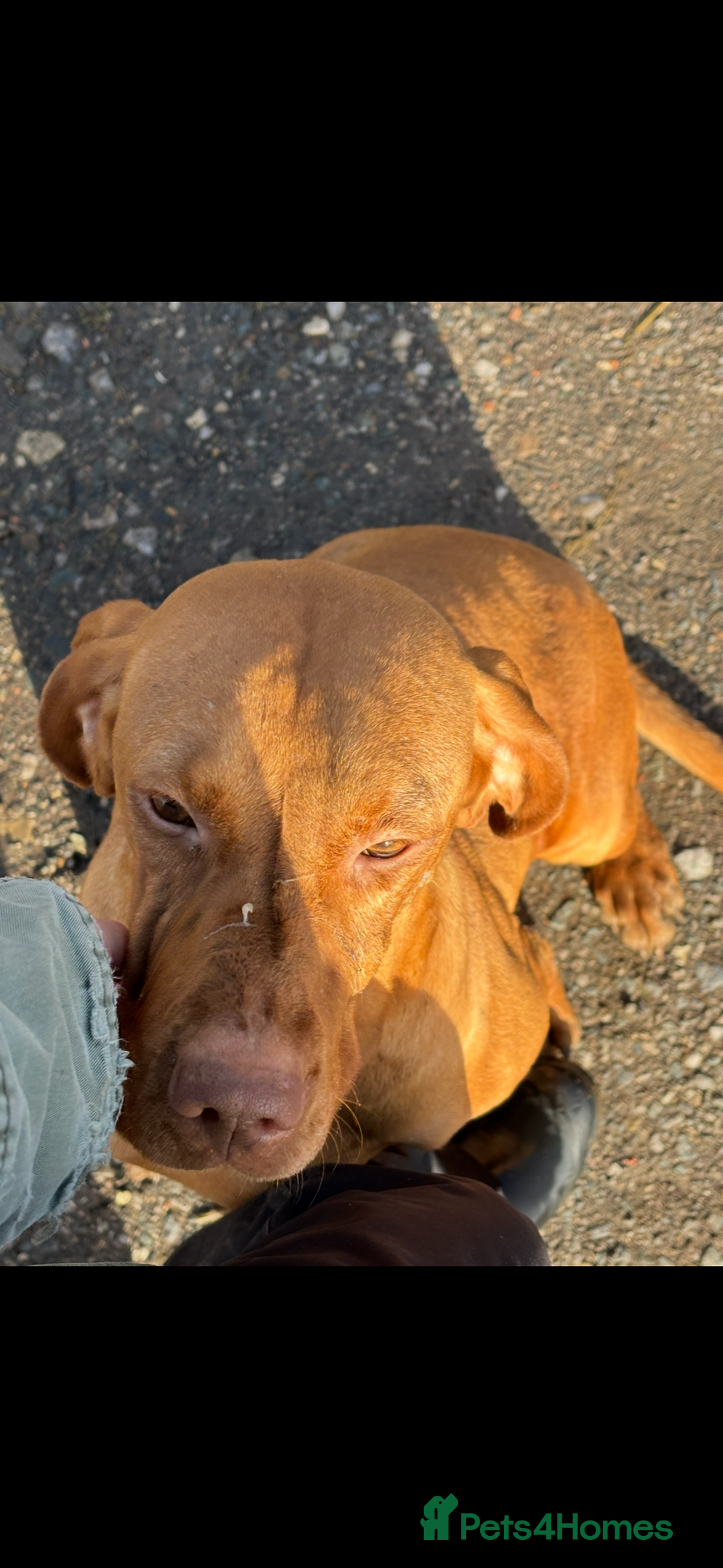 Hungarian Vizsla dogs for sale: Adult Hungarian vizslas 1 male 3 female  - Image 10