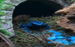 Frog reptiles for sale: 🩵🩵BLUE FROGS FOR SALE 🩵🩵 - Image 9