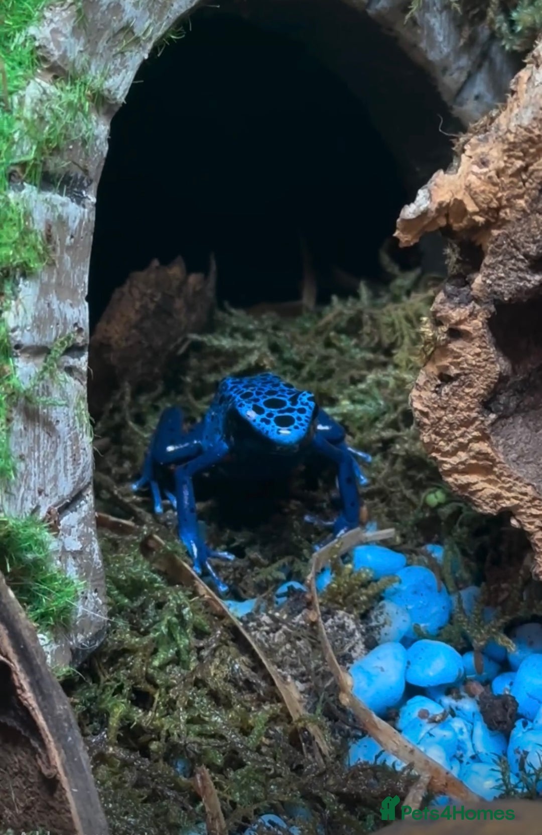Frog reptiles for sale: 🩵🩵BLUE FROGS FOR SALE 🩵🩵 - Image 9