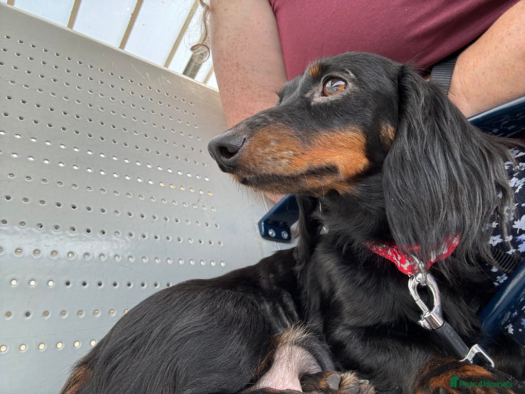Miniature Dachshund dogs for sale: One boy left  - Image 5
