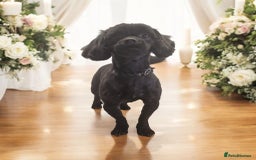 Shihpoo dogs for sale: Waffle doggie - Image 1