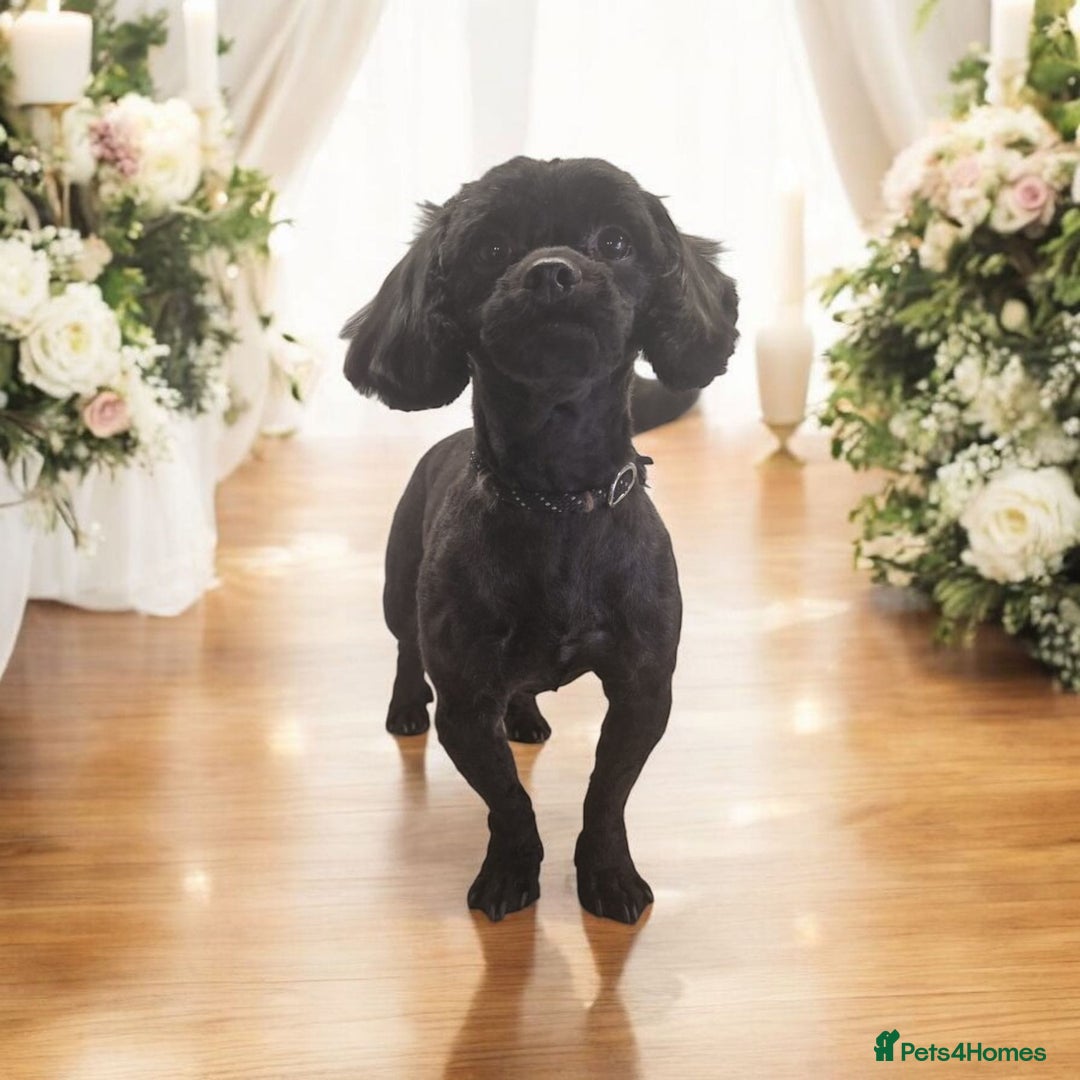 Shihpoo dogs for sale: Waffle doggie - Image 1