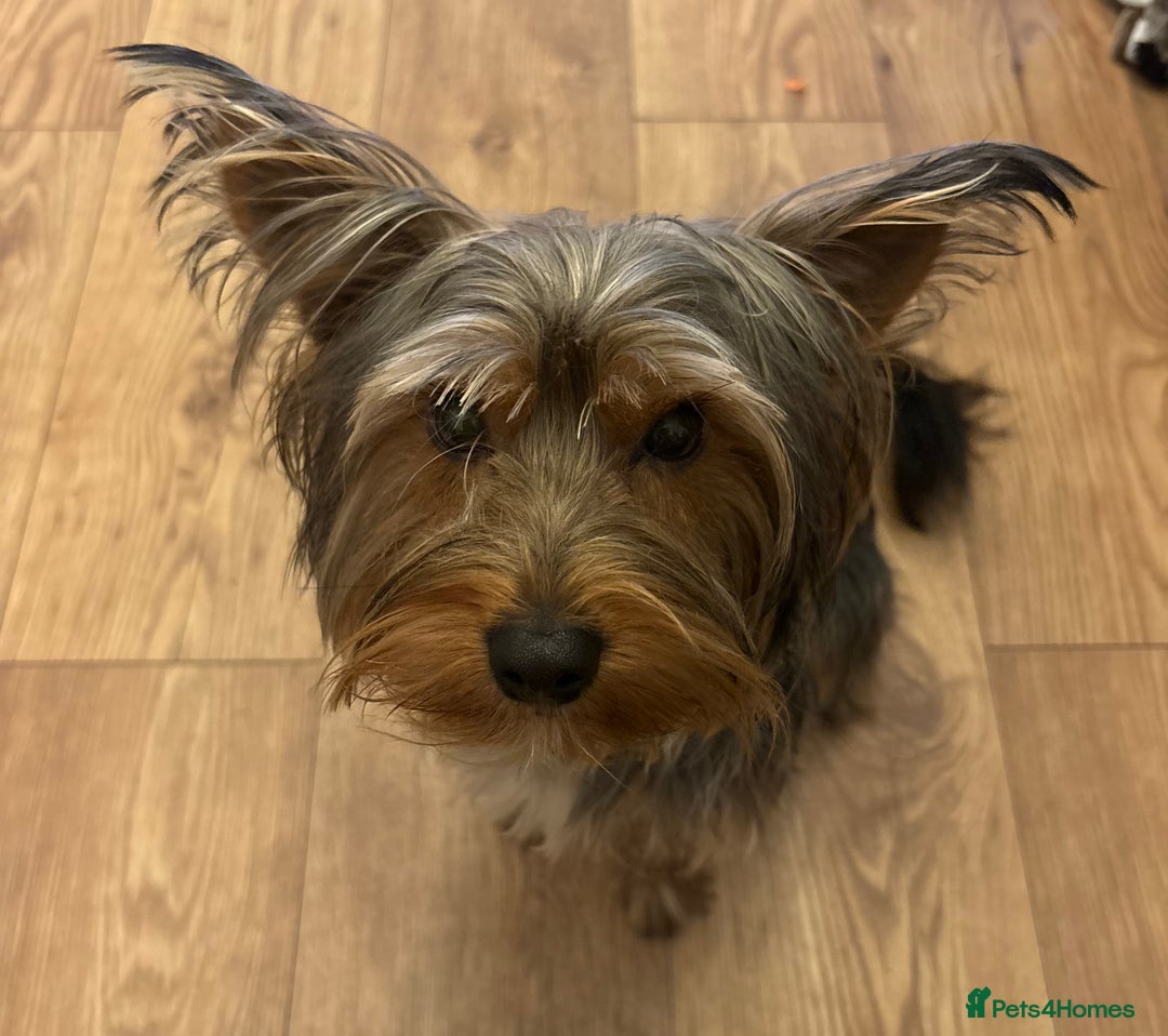 Yorkshire Terrier dogs for stud: For STUD - Advert 4