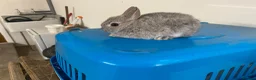 Netherland Dwarf rabbits for sale: Beautiful Netherland Dwarf babies  - Advert 5