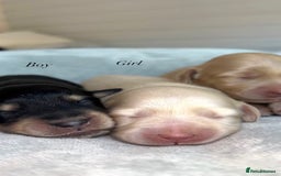 Miniature Dachshund dogs for sale: CREAM MINIATURE DACHSHUNDS💛 - Image 3