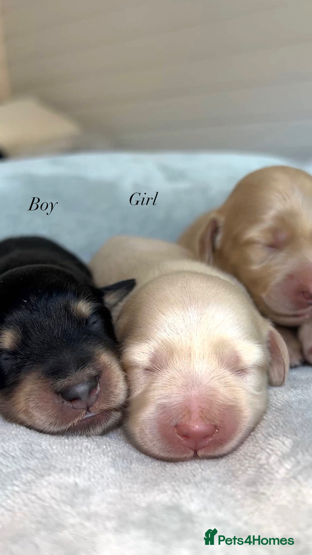 Miniature Dachshund dogs for sale: CREAM MINIATURE DACHSHUNDS💛 - Image 3