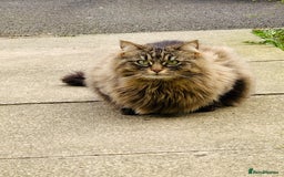 Norwegian Forest Cat cats for sale: A big stunning Norwegian Forest Cat femail - Image 6