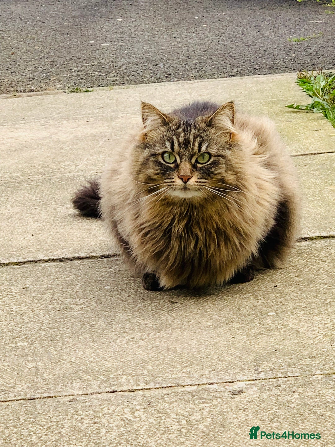 Norwegian Forest Cat cats for sale: A big stunning Norwegian Forest Cat femail - Image 6