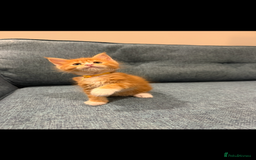 Maine Coon cats for sale: Maine Coon Kittens - Image 20