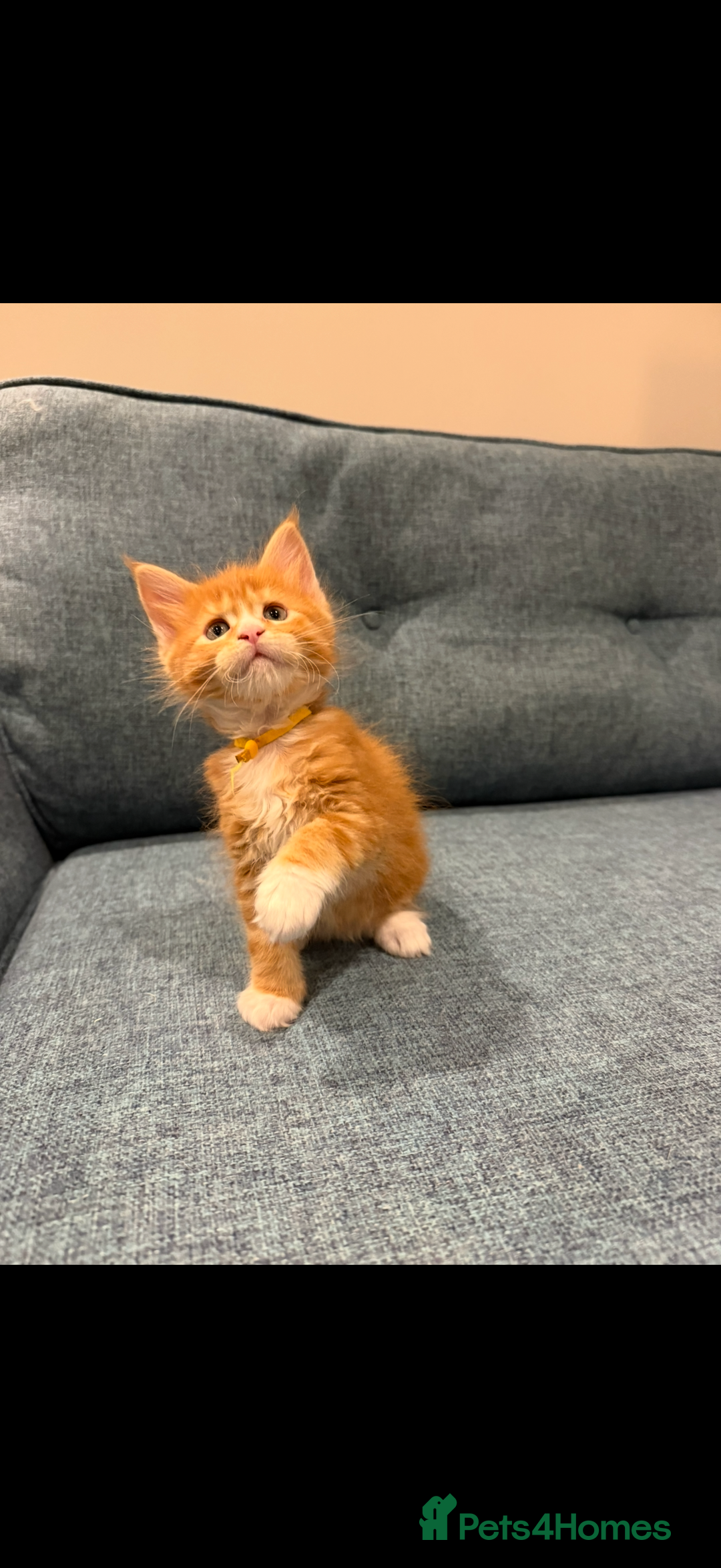 Maine Coon cats for sale: Maine Coon Kittens - Image 20