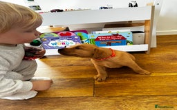 Labrador Retriever dogs for sale: Champion Bloodlines KC Labrador Retriever Puppies - Image 3