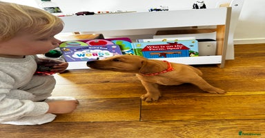Labrador Retriever dogs - Advert 4