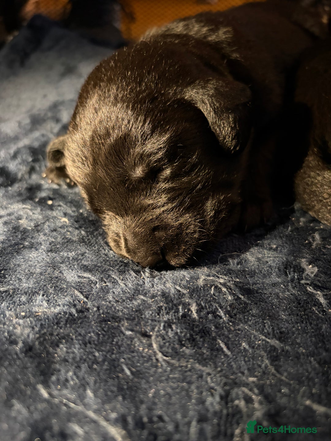 Borador dogs for sale: Lab collie pups  - Advert 5