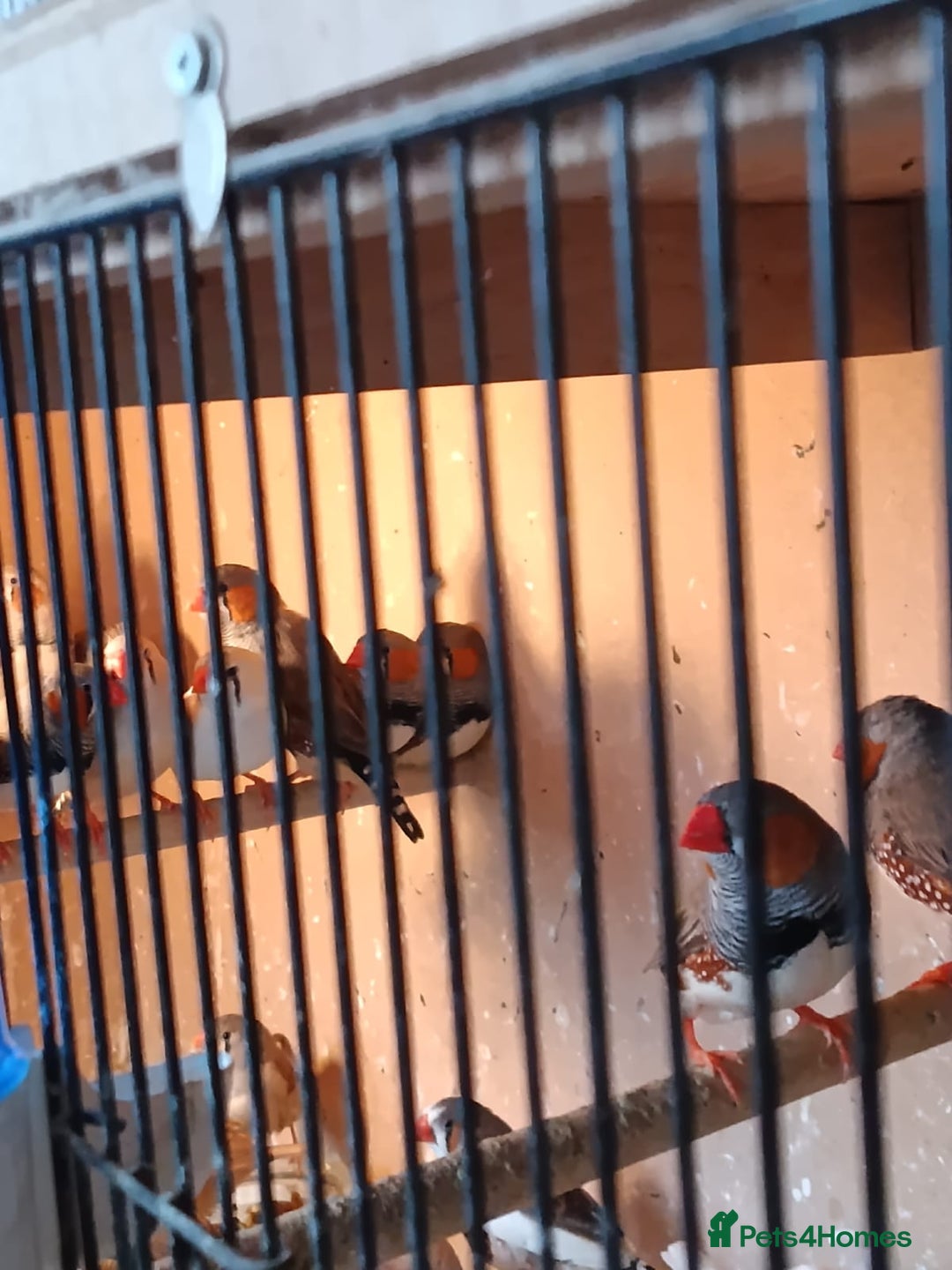 Finches birds for sale: Zebra finches - Advert 4