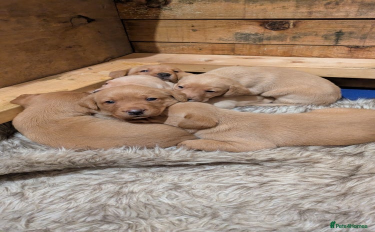 Labrador Retriever dogs - Advert 1