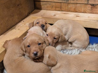 Labrador Retriever dogs for sale - Advert 1