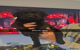 Labrador Retriever dogs for sale: Chunky labradors puppies - Image 5