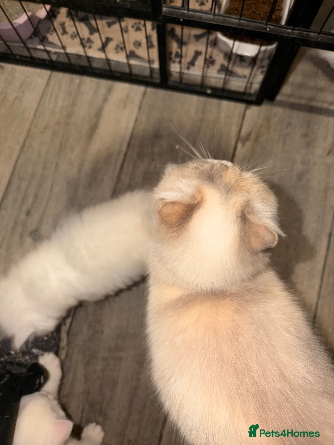 Persian cats for sale: Ready soon, 5 persian X kittens - Advert 13