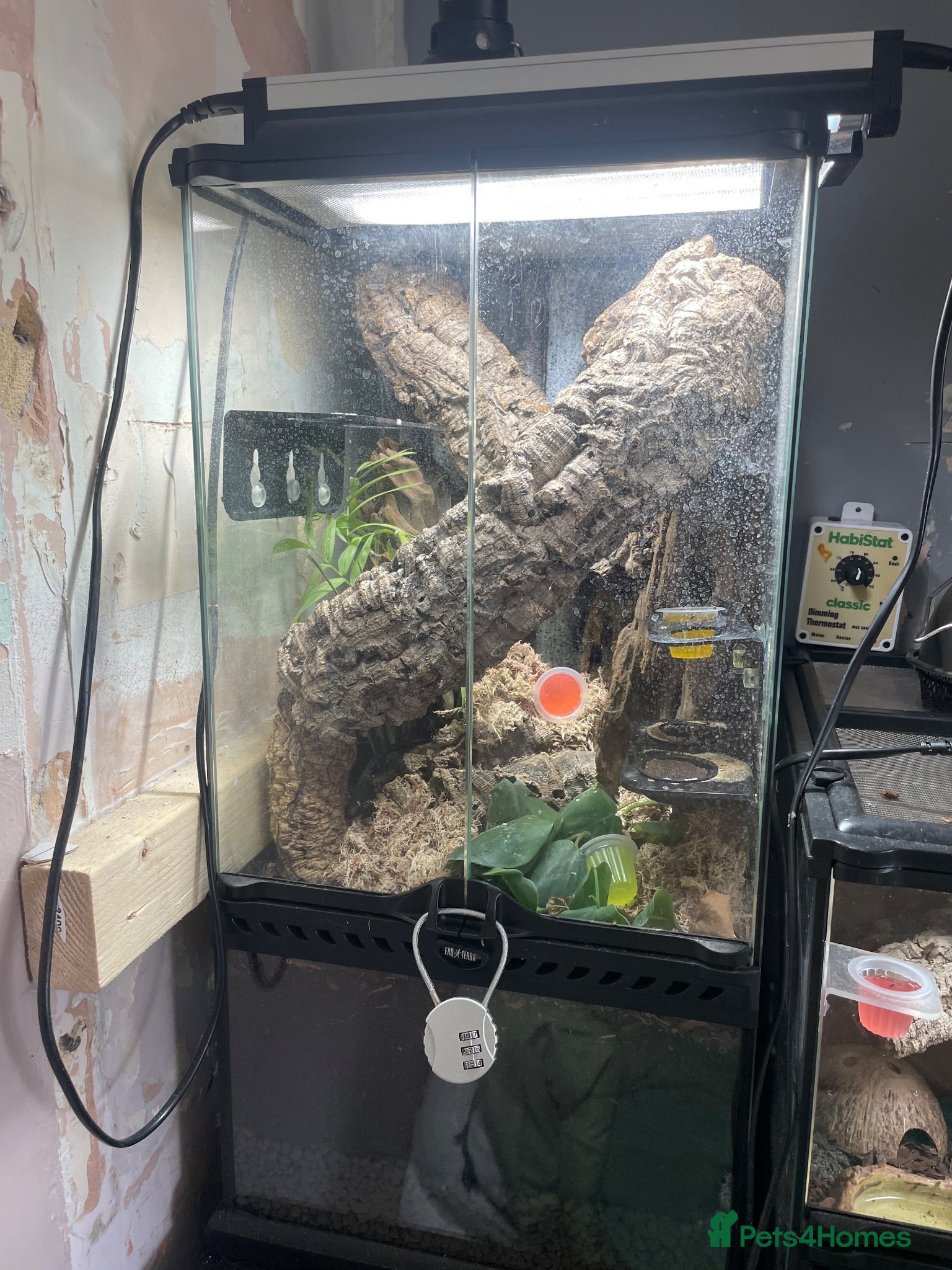 Gecko reptiles Mourning gecko enclosure and sand gecko enclosure  - Advert 1