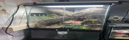 Gecko reptiles for sale: Mourning gecko enclosure and sand gecko enclosure  - Advert 1