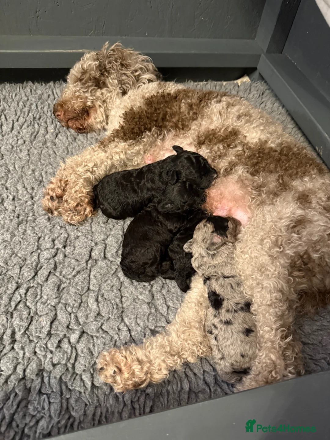 Cockapoo dogs for sale: Toy Cockapoo Puppies | DNA & Health Tested Parents - Advert 19