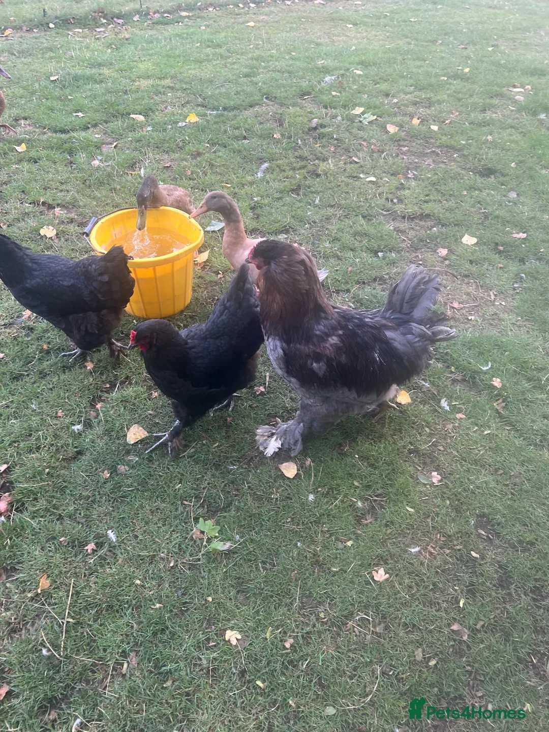 Chickens poultry for sale: Brahma hens  - Advert 2