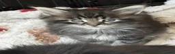 Mixed Breed cats for sale: Mixed Siberian/main coon - Advert 6