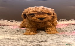 Toy Poodle dogs for sale: Beautiful Toy Poodle Puppies - Image 3