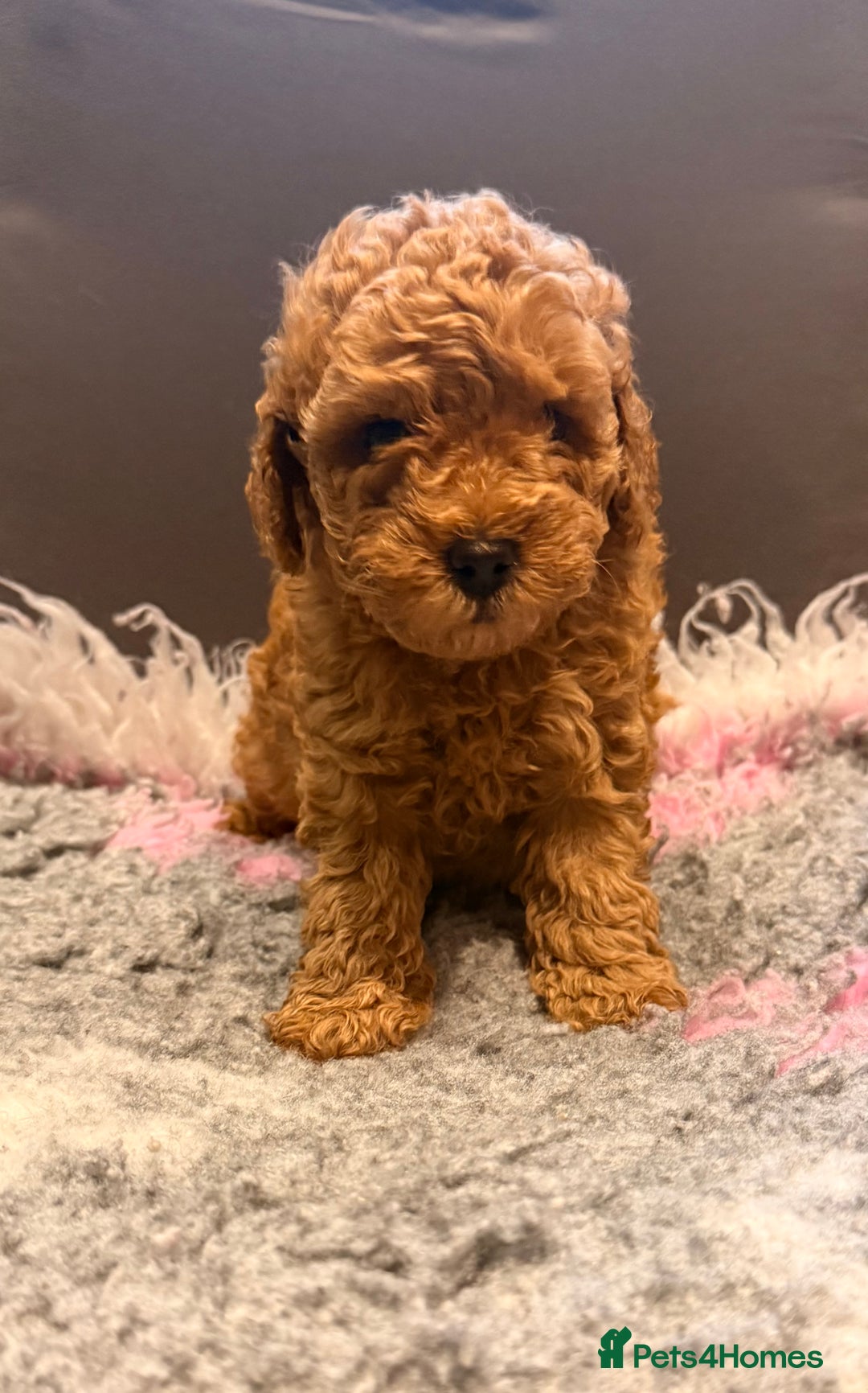Toy Poodle dogs for sale: Beautiful Toy Poodle Puppies - Image 3