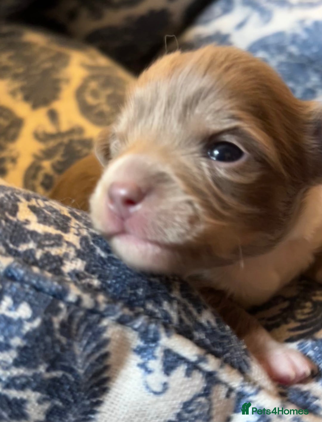 Chihuahua dogs for sale: chihuahua boy puppies  - Advert 18