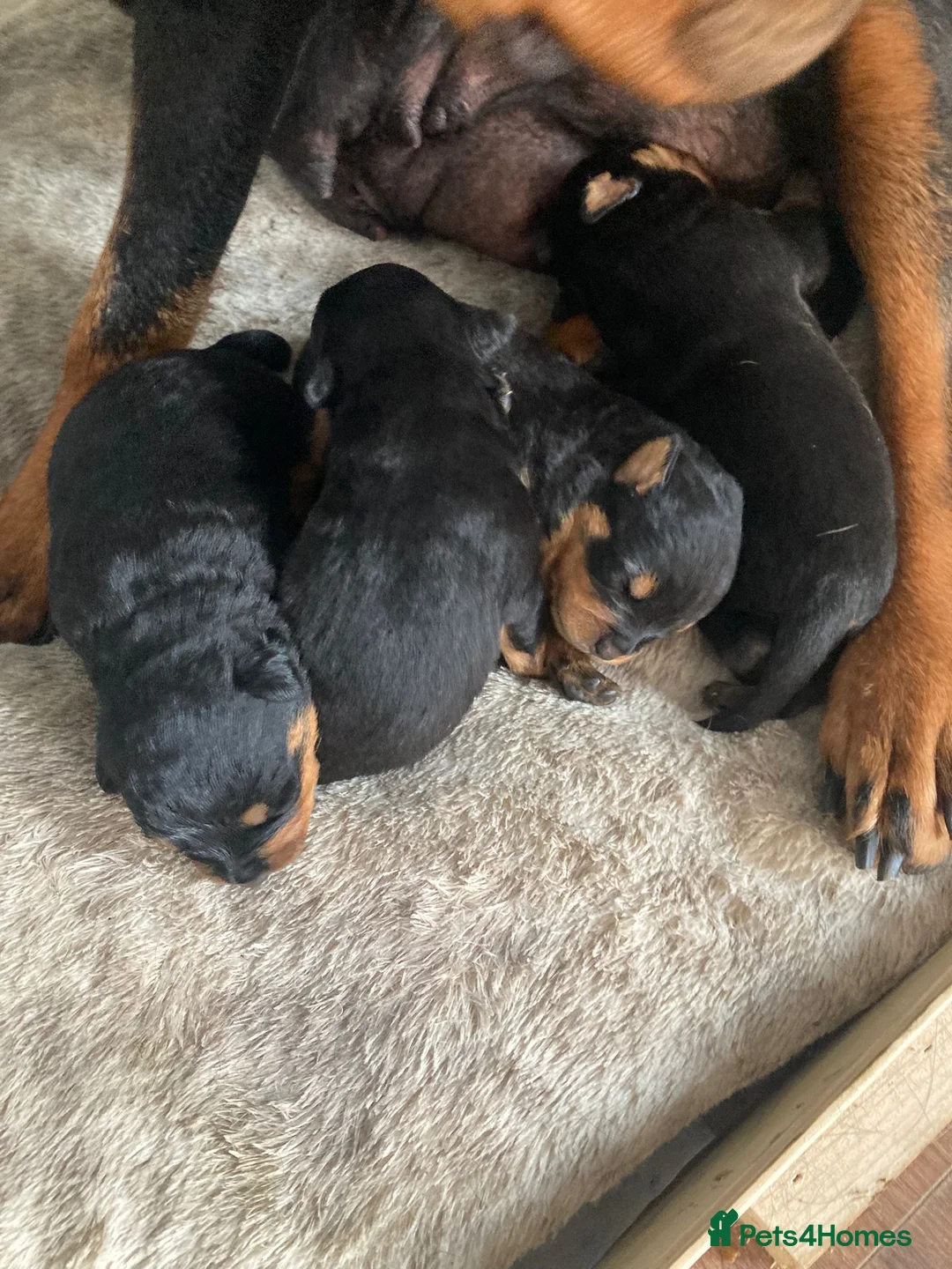 Rottweiler dogs for sale: Chunky Rottweiler puppies  - Advert 16