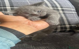 British Shorthair cats for sale:  British short hair kittens  - Image 10