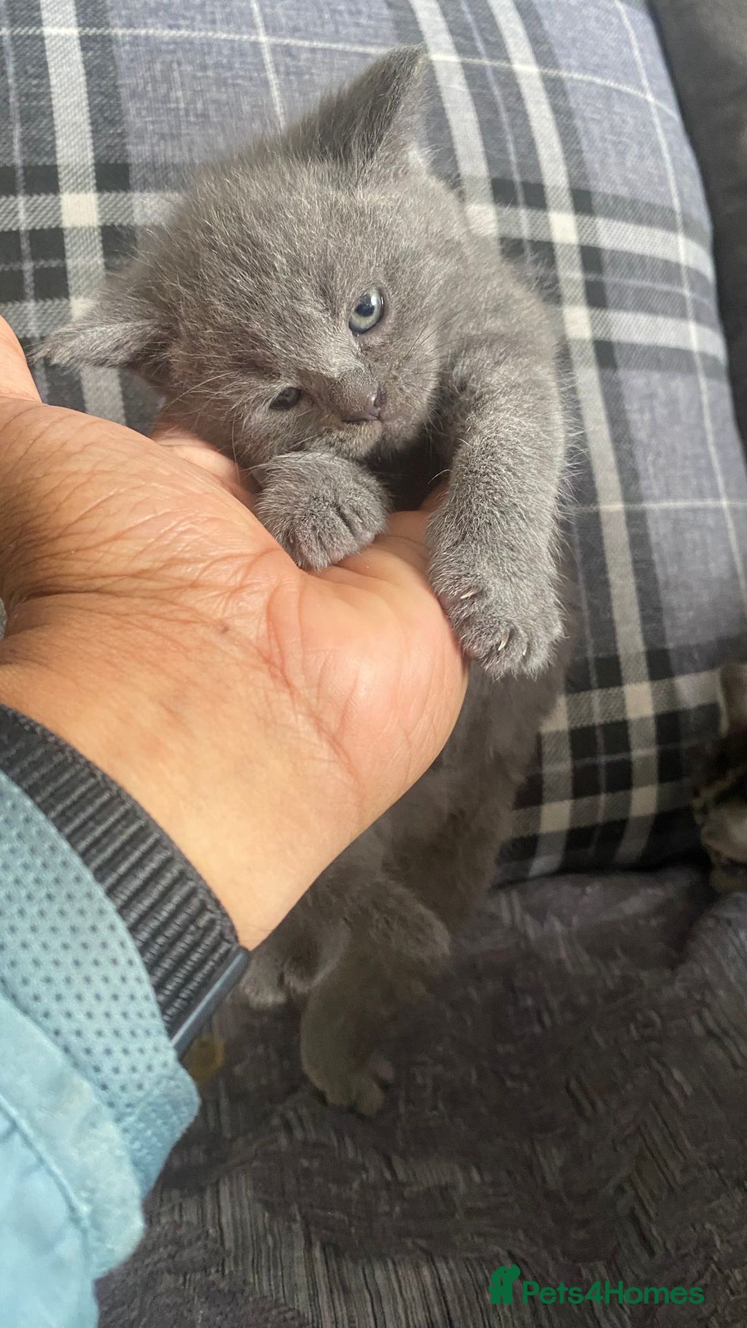 British Shorthair cats for sale:  British short hair kittens  - Image 10