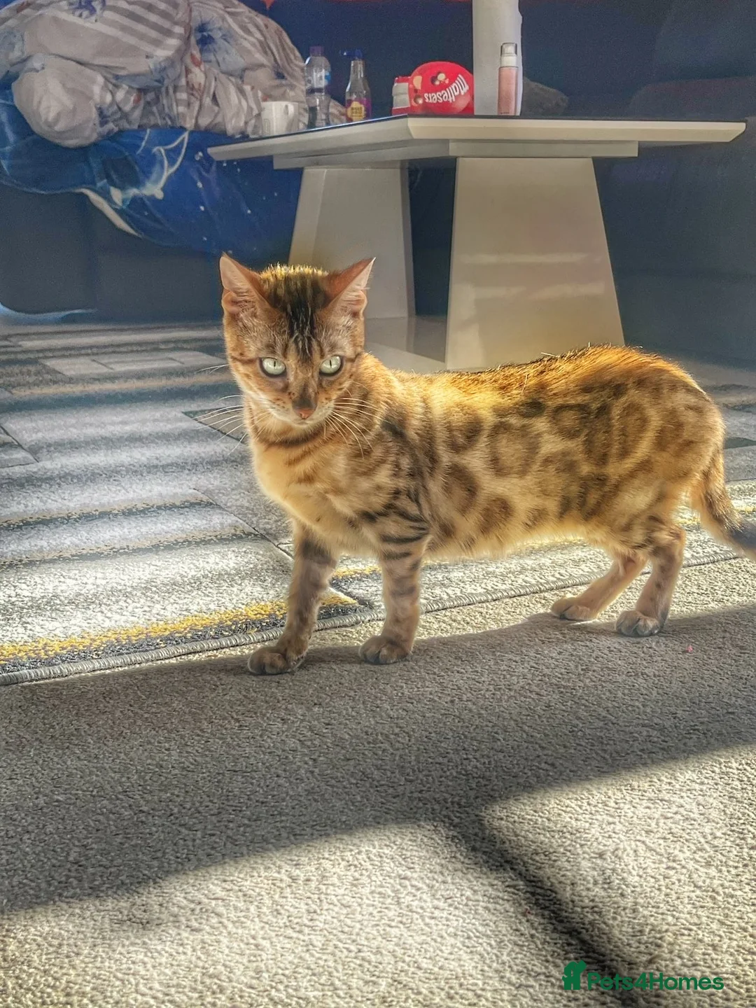 Bengal cats for sale: Bengal - Beautiful Bengal - Advert 1