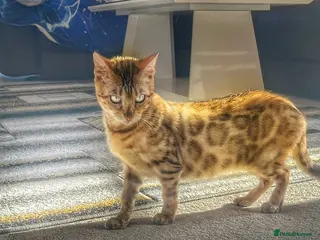 Bengal cats Bengal - Beautiful Bengal - Advert 1