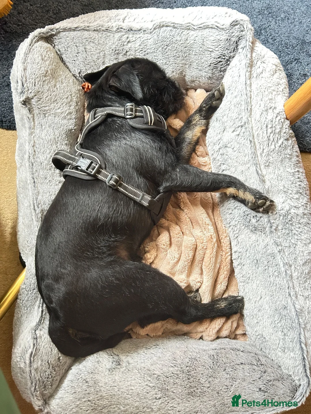 Jug dogs for sale: Jakey Jug needs a new home - Advert 11