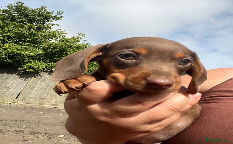 Miniature Dachshund dogs - Advert 6