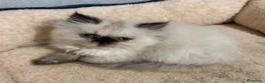 Persian 2