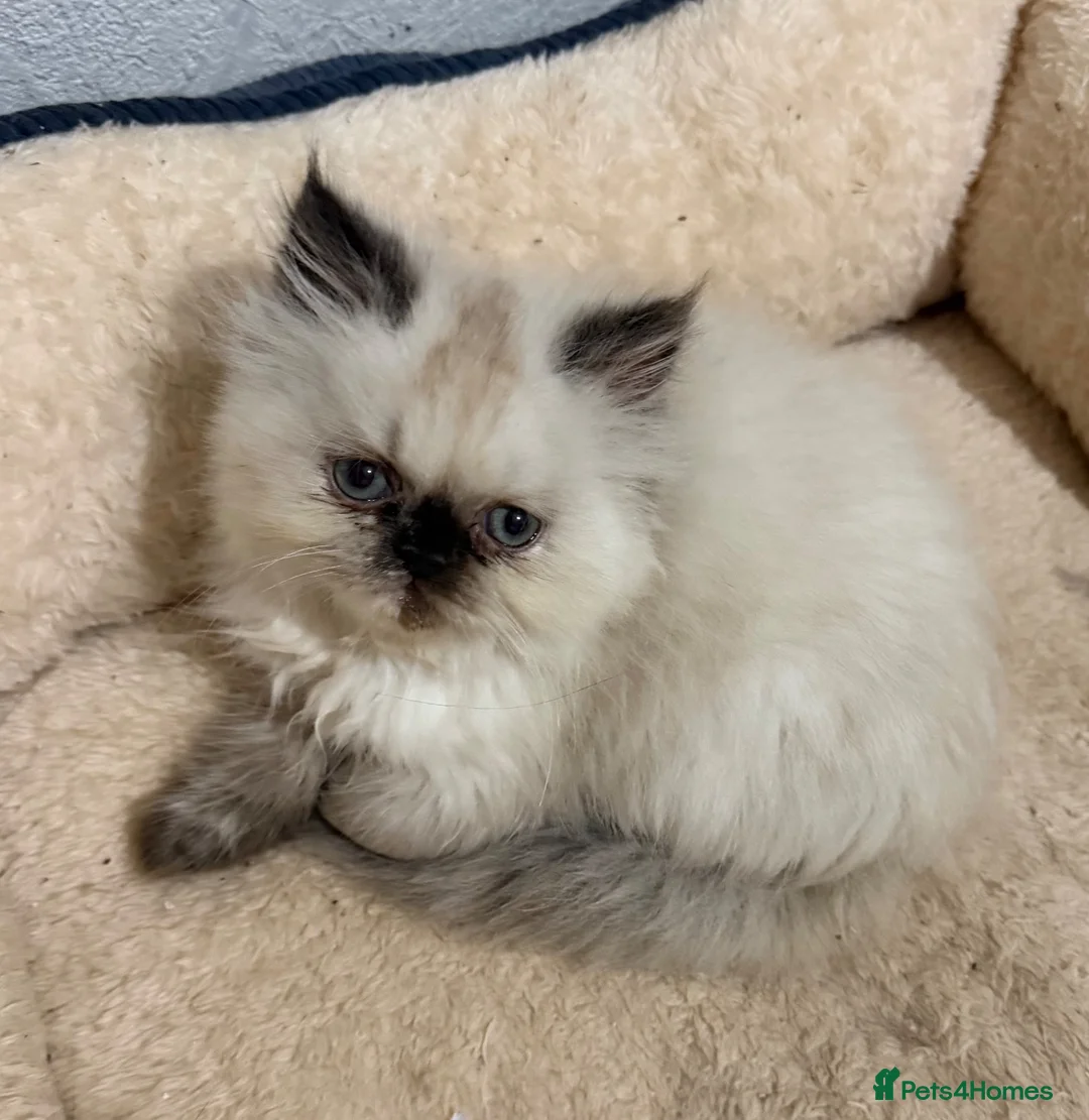Persian cats for sale: 2 Male Gccf Persian Kittens  - Advert 12