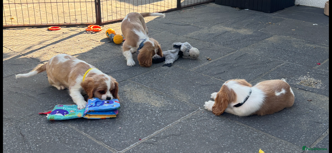 Cavalier King Charles Spaniel dogs for sale: Cavalier King Charles Spaniel  - Image 9
