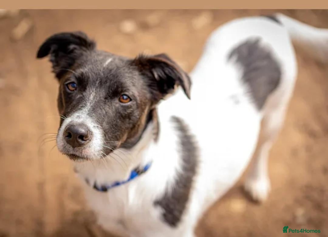 Mixed Breed dogs Jack Russel cross puppy (read description please) - Advert 1