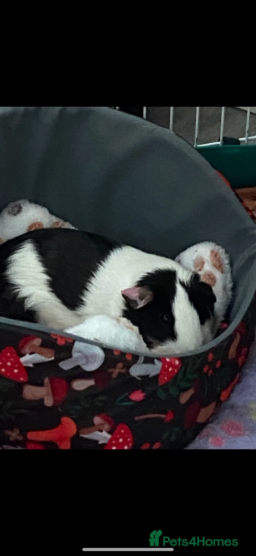 Mixed Breed rodents for sale: Trio of female Guinea pigs  - Advert 1