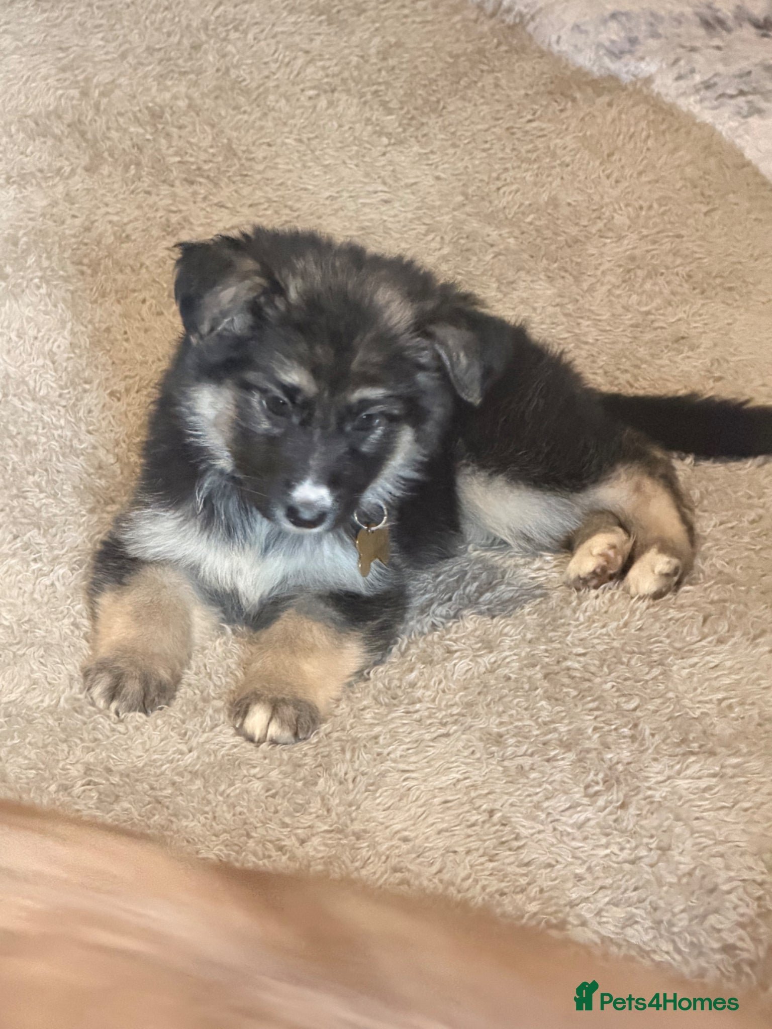 German Shepherd dogs ✨⭐️1 FEMALE ! - KC REGISTERED GSD PUPS⭐️✨ - Advert 4