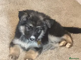 German Shepherd dogs ✨⭐️1 FEMALE ! - KC REGISTERED GSD PUPS⭐️✨ - Advert 4