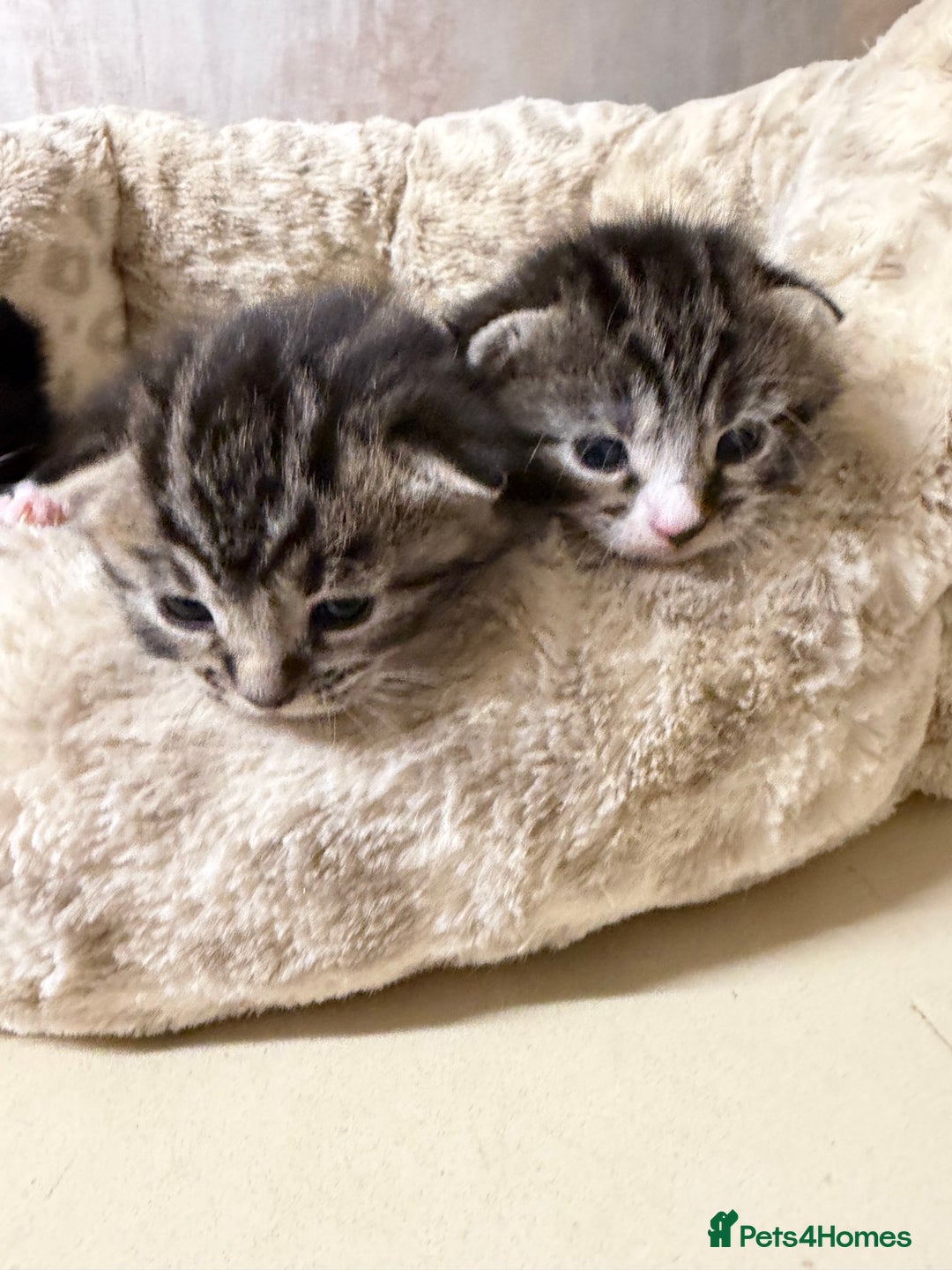 British Shorthair cats for sale: Adorable Kittens, Will be Ready from 22 December! - Advert 16