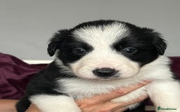 Border Collie dogs for sale: Beautiful Border Collie Puppies - Image 1