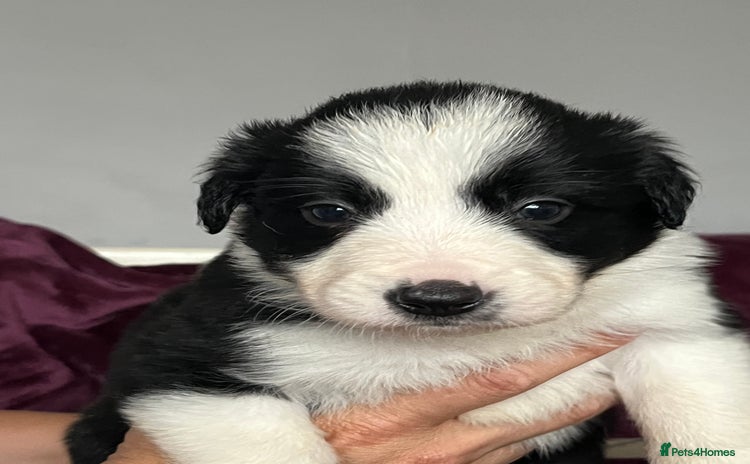 Border Collie dogs - Advert 4