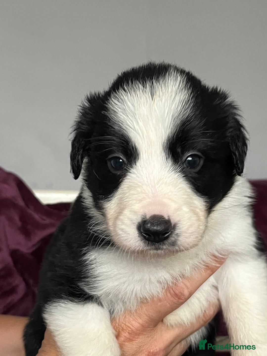 Border Collie dogs for sale: Beautiful Border Collie Puppies - Image 1
