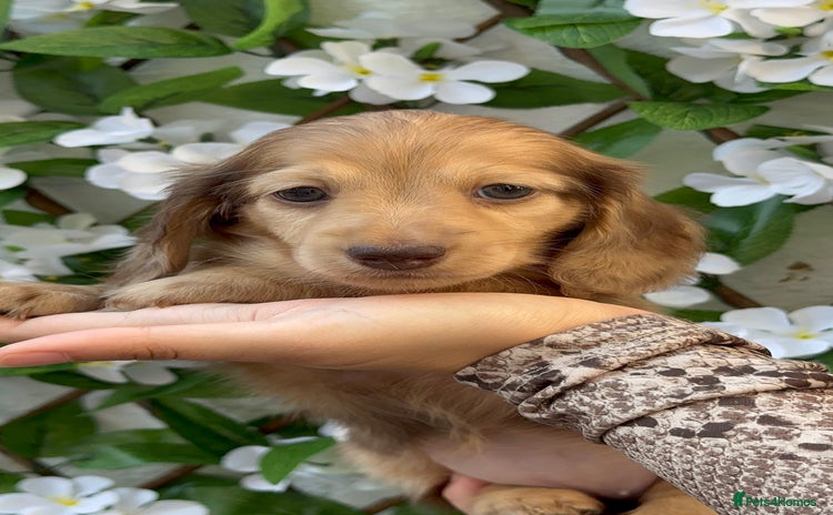 Miniature Dachshund dogs - Advert 6